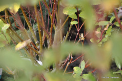 Salix caprea — photo 3